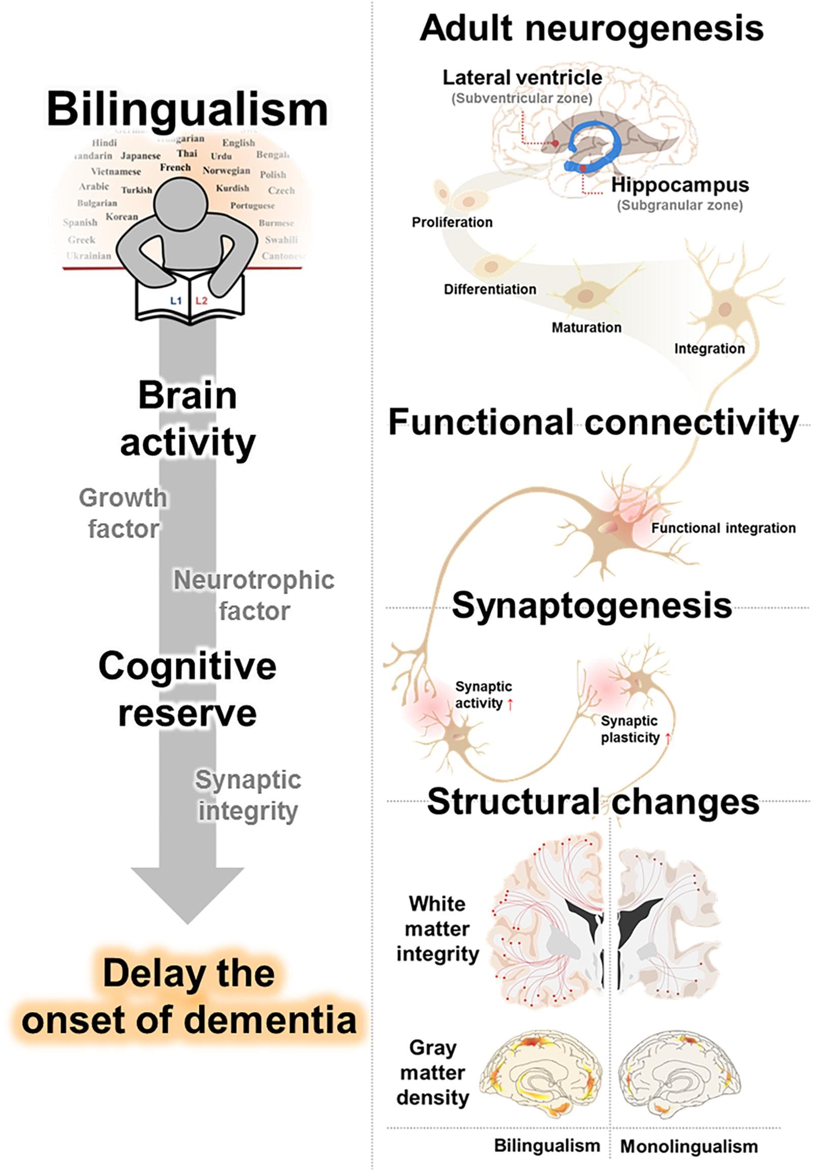 Simultaneous vs sequential bilingualism, Frontiers | Bilingualism for Dementia: Neurological Mechanisms Associated With Functional and ...