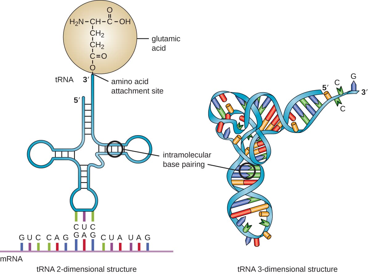 Single-Stranded Structure and Hairpin Loops, Structure and Function of RNA · Microbiology