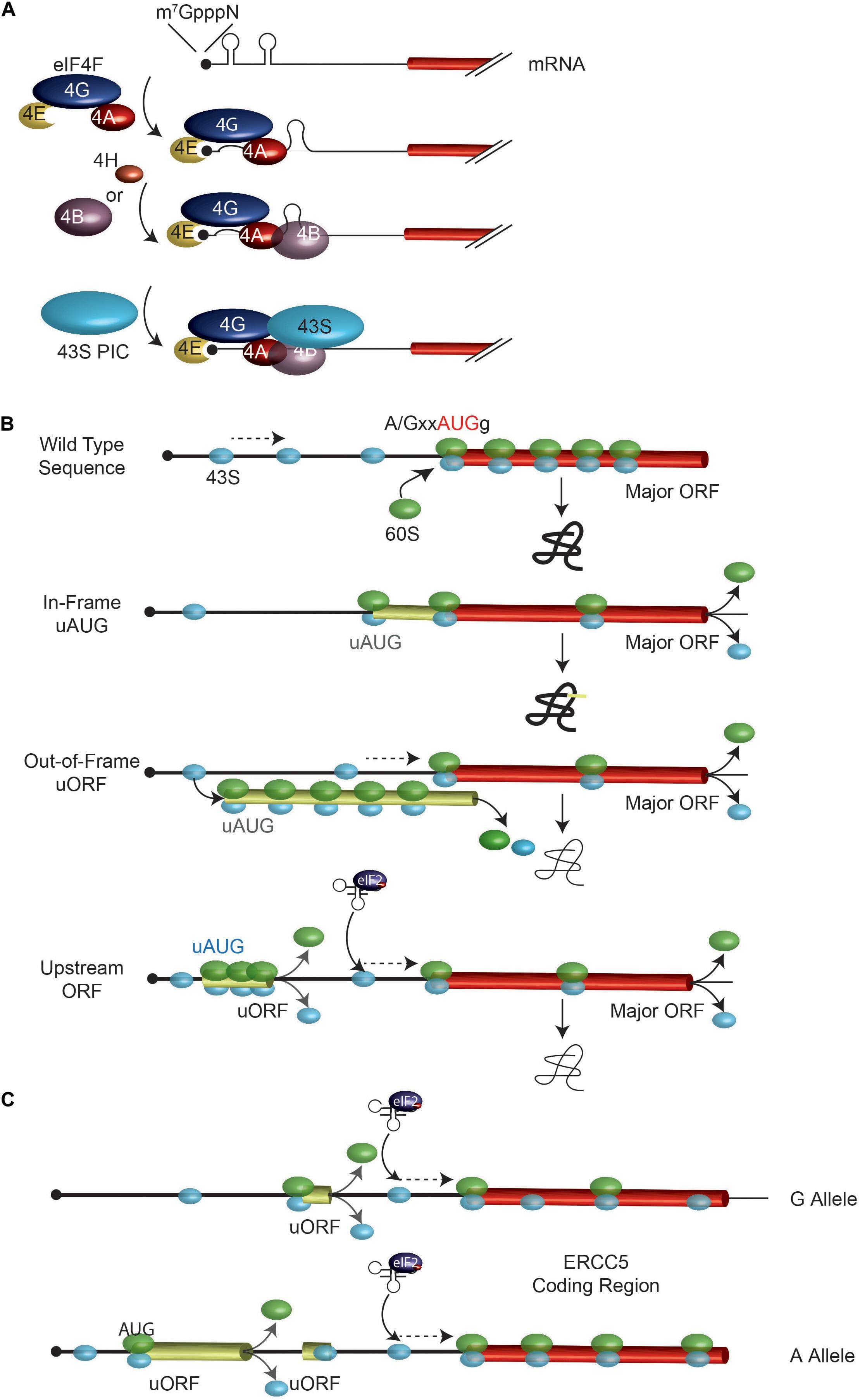 Single nucleotide polymorphisms, Frontiers | Exploring the Impact of Single-Nucleotide Polymorphisms on Translation