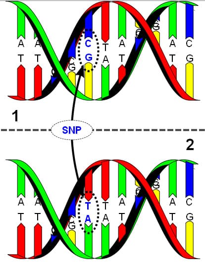 Single Nucleotide Polymorphisms (SNPs) and Their Impact on Nutrient Metabolism, Single nucleotide polymorphism - wikidoc