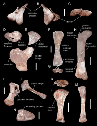 Skeletal features of dinosaurs, Glossary of dinosaur anatomy - Wikipedia