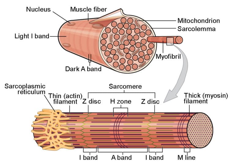 Skeletal vs smooth muscles, Skeletal Muscle | Anatomy and Physiology I