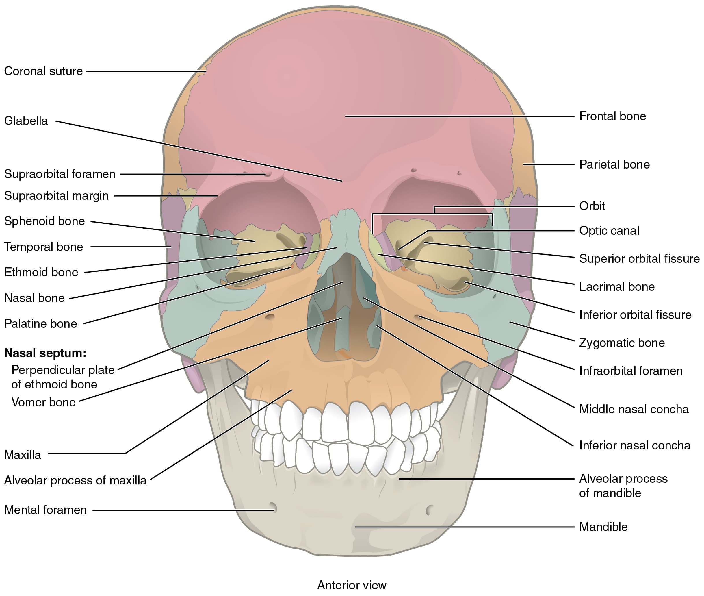 Skull Composition, The Skull · Anatomy and Physiology