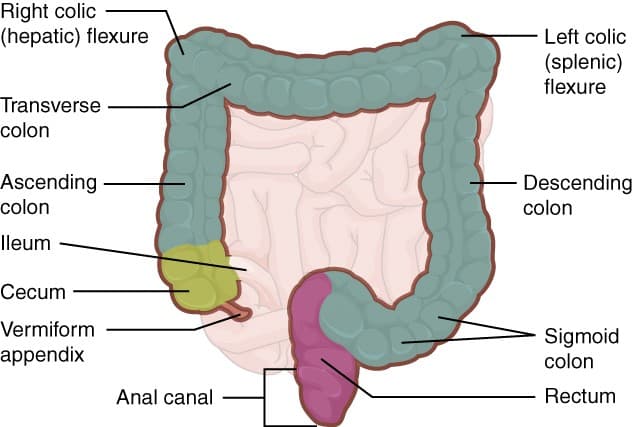 Small and large intestine structure and functions, The Small and Large Intestines | Anatomy and Physiology