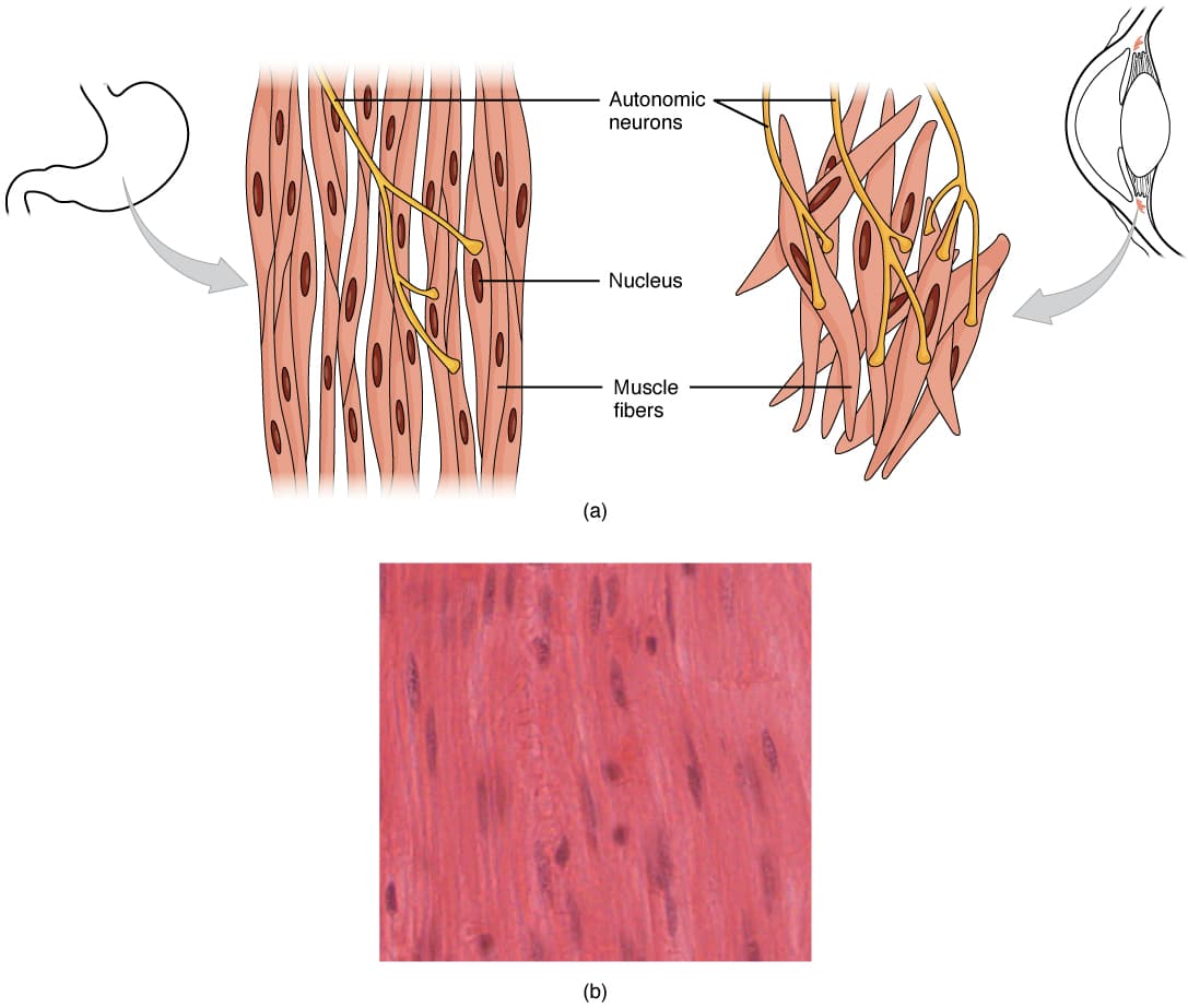 Smooth Muscle Structure and Function, 10.8 Smooth Muscle – Douglas College Human Anatomy and Physiology I (1st ed.)