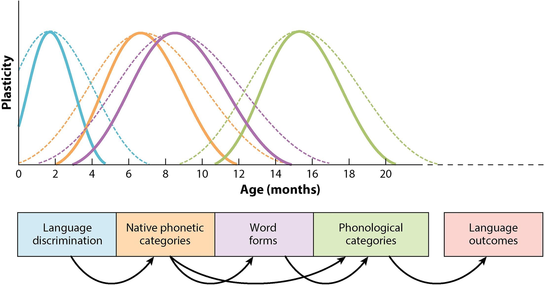 Sociolinguistic Factors in Language Use, Frontiers | Plasticity, Variability and Age in Second Language Acquisition and Bilingualism