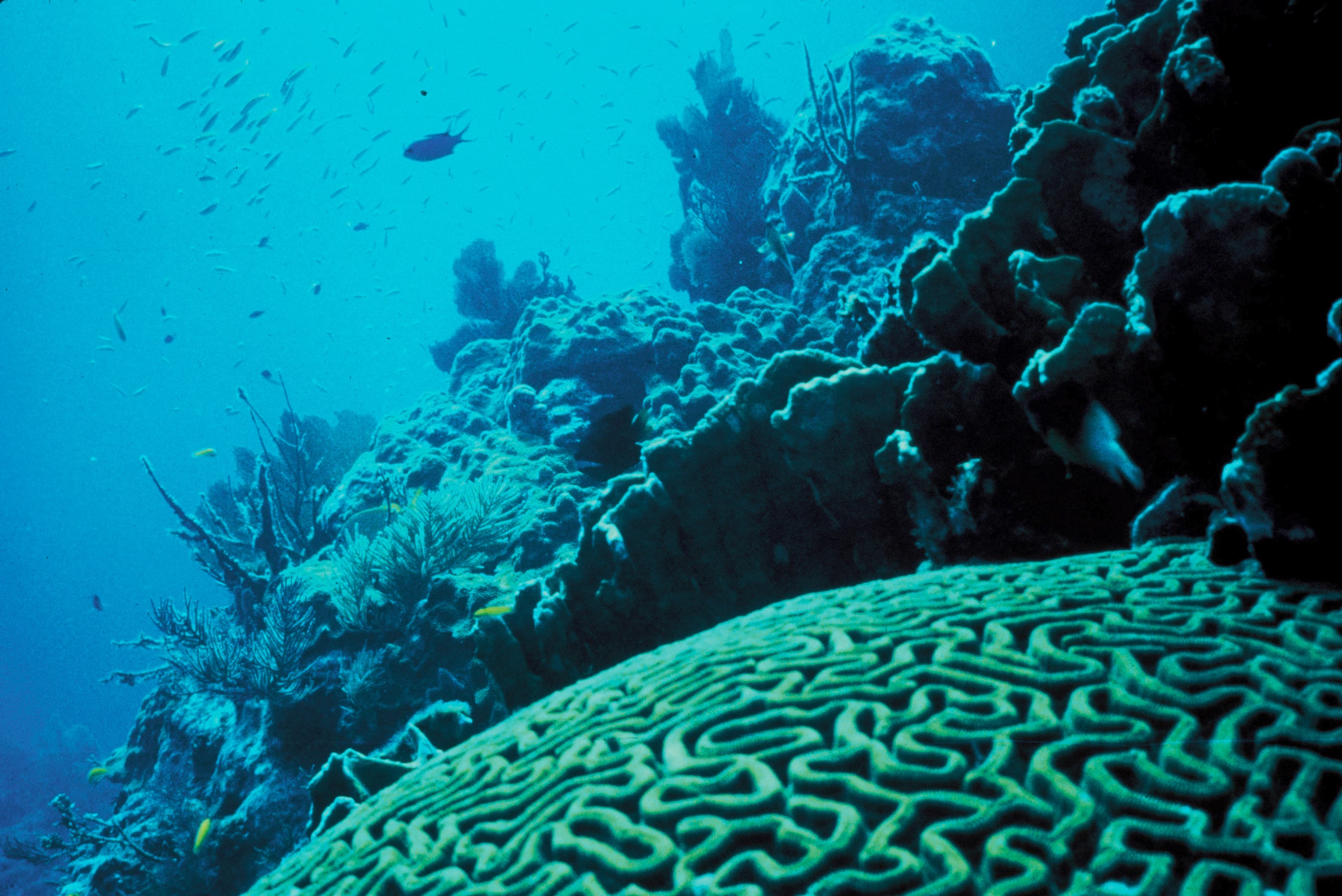 Species Diversity, File:Coral Reef.jpg - Wikipedia