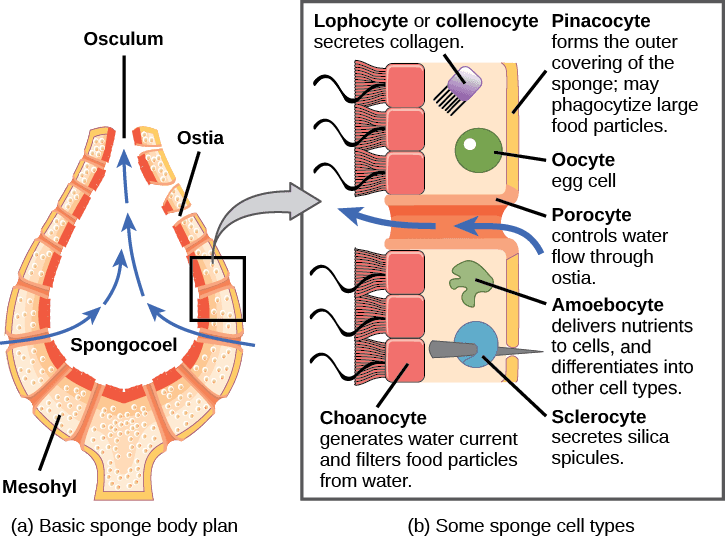 Sponge body structure, Morphology of Sponges | Biology for Non-Majors II