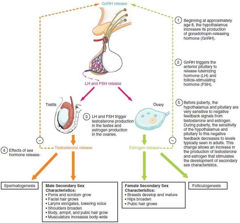 Stages and Timing of Puberty, Development of the Male and Female Reproductive Systems | Anatomy and Physiology II