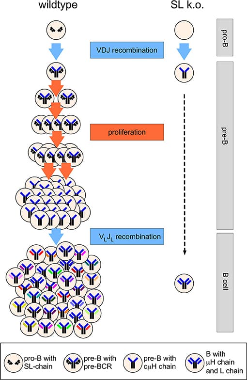 Stages of B cell development, Frontiers | The Role of the Pre-B Cell Receptor in B Cell Development, Repertoire Selection, and ...