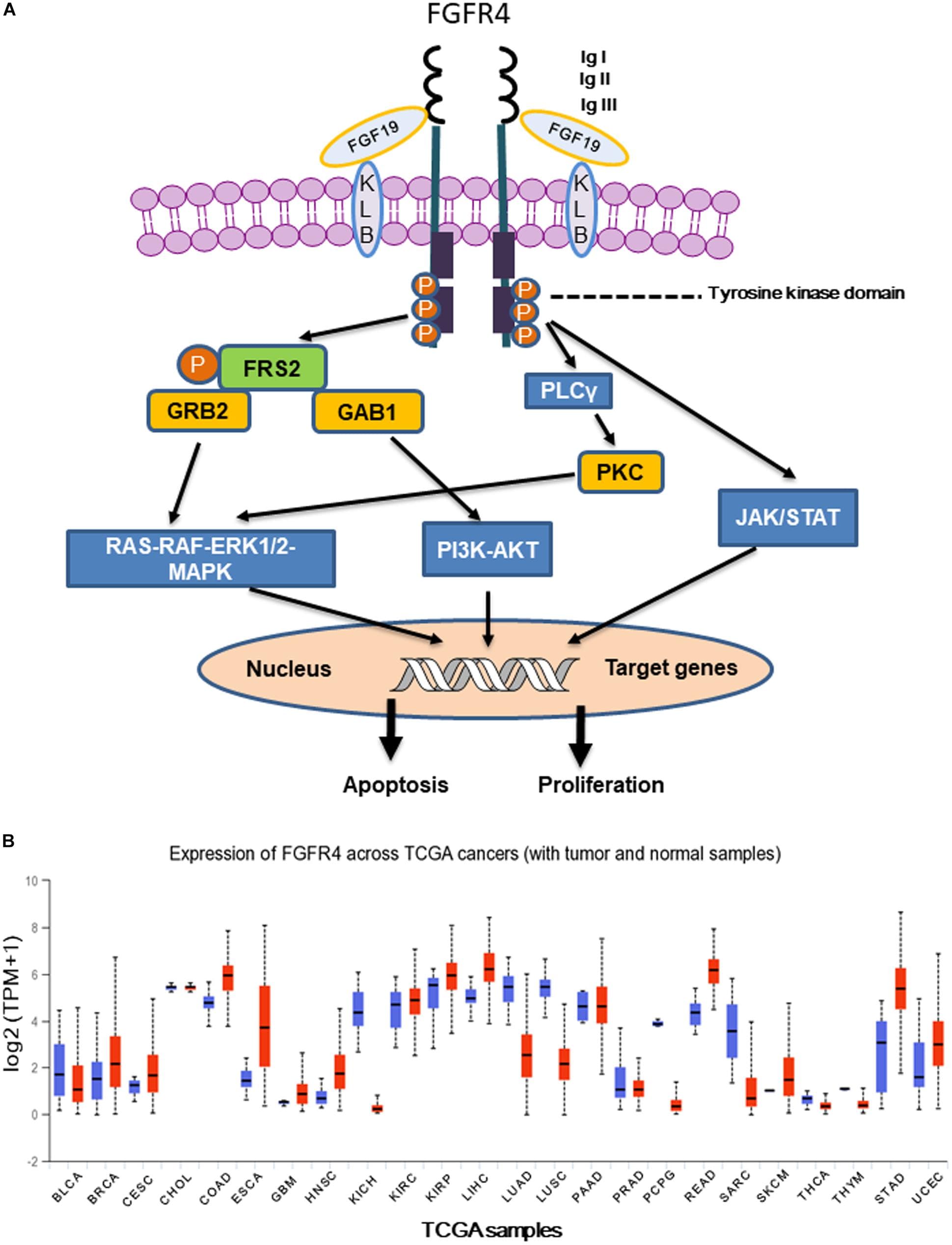 Stages of carcinogenesis, Frontiers | Dissecting the Role of the FGF19-FGFR4 Signaling Pathway in Cancer Development and ...