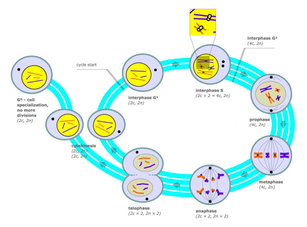 Stages of interphase, The Cell Cycle | Biology for Majors I