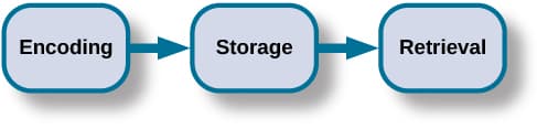 Stages of memory in decision-making, Memory Encoding | Introduction to Psychology