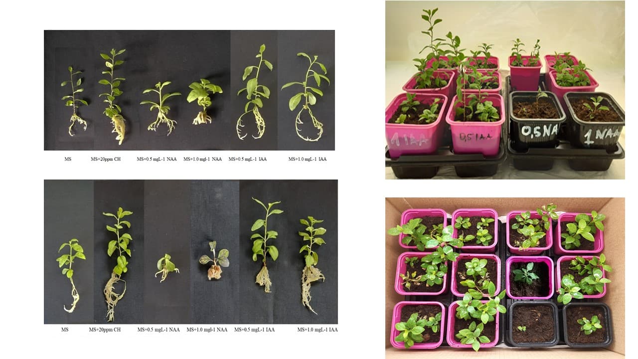 Stages of micropropagation, Micropropagation, rooting, and acclimatization of two cultivars of goji (Lycium chinense ...