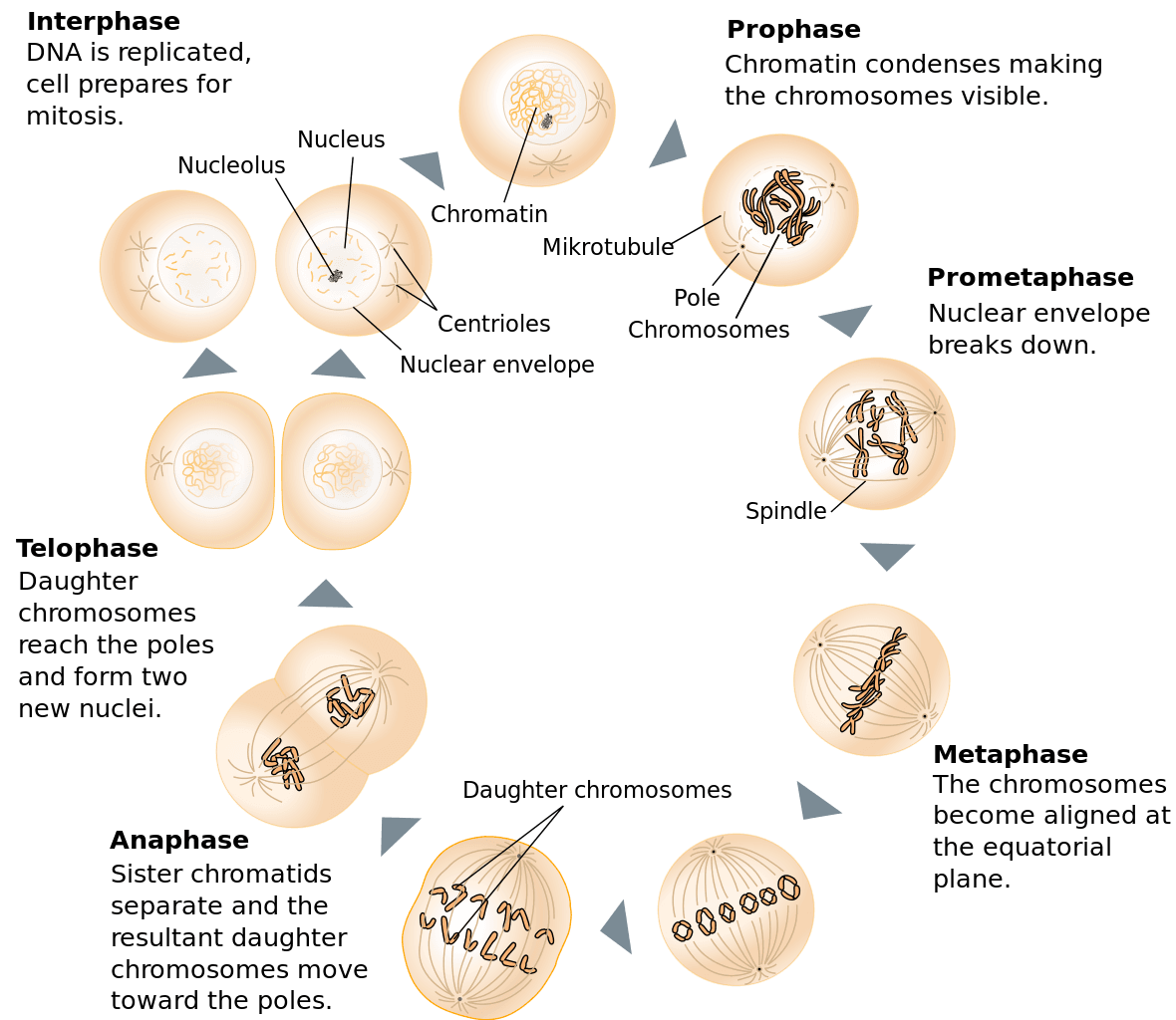 Stages of mitosis, File:Mitosis schematic diagram-en.svg - Wikimedia Commons