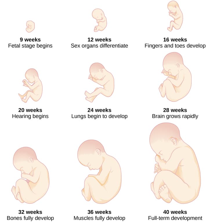Stages of prenatal development, Prenatal Development | Lifespan Development