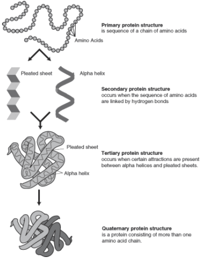 Stages of Protein Folding, Protein Synthesis ‹ OpenCurriculum