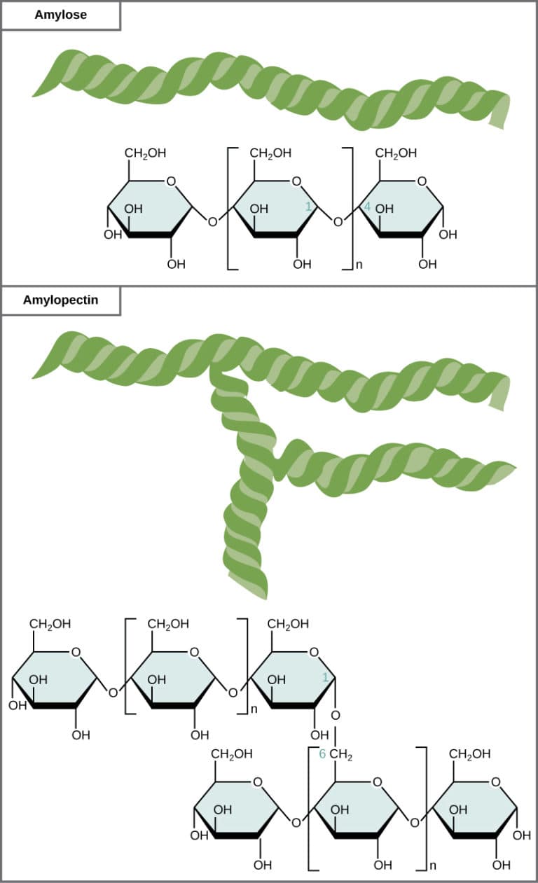 Starch and Glycogen: Structure and Function, Structure and Function of Carbohydrates | Biology for Non-Majors I