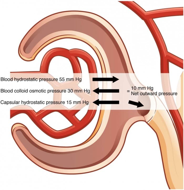 Forces in glomerular filtration, Physiology of Urine Formation | Anatomy and Physiology II