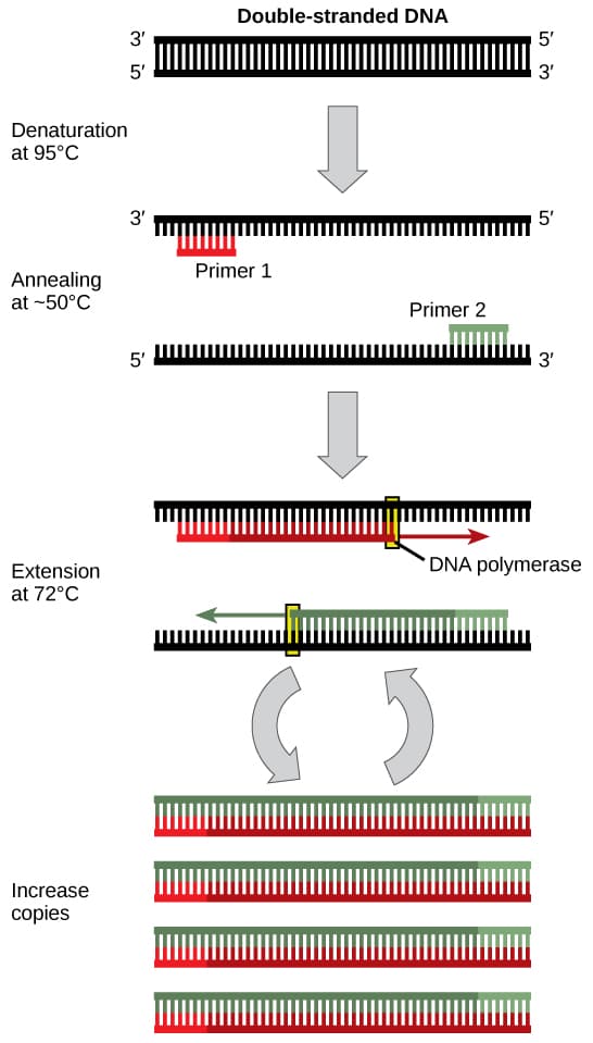 Steps in automated DNA synthesis, 10.1 Cloning and Genetic Engineering – Concepts of Biology – H5P