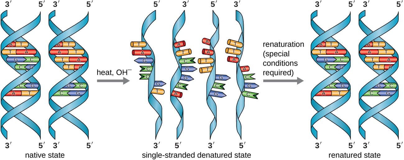 Steps in nucleic acid discovery, Structure and Function of DNA | Microbiology