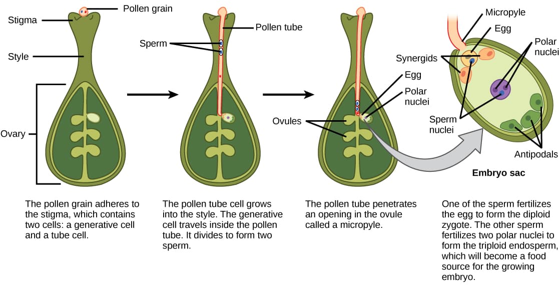 Steps of plant fertilization, Double Fertilization | Biology for Majors II