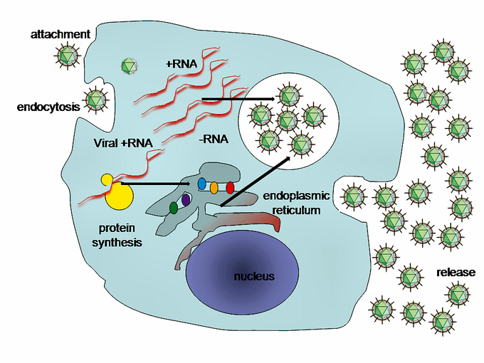 Steps of virus replication, Positive-Strand RNA Viruses in Animals | Boundless Microbiology