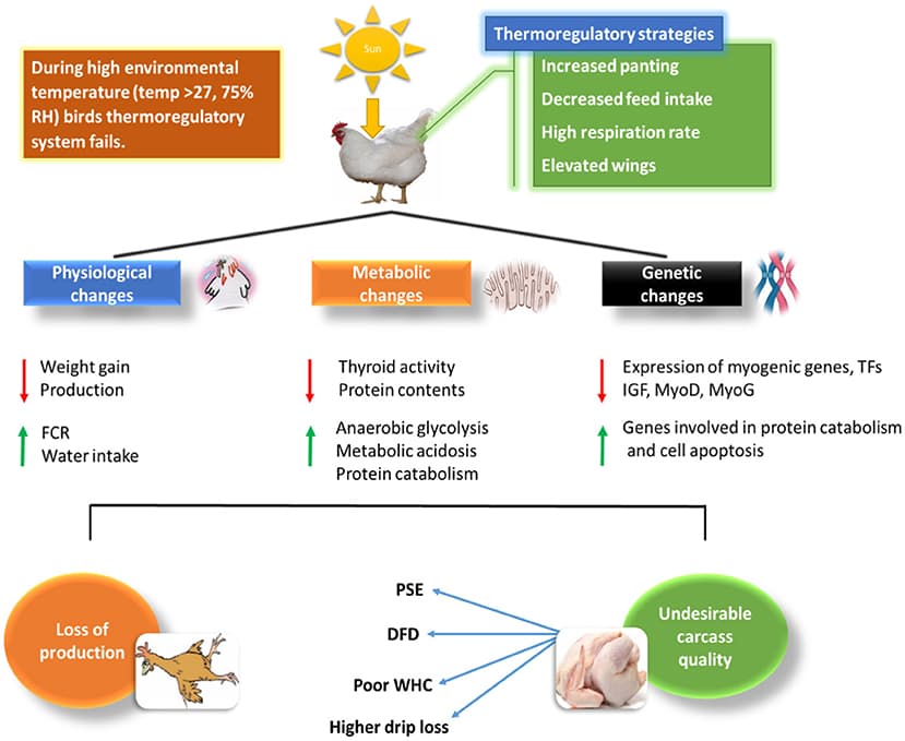 Stress Physiology and Thermal Tolerance, Frontiers | Poultry Response to Heat Stress: Its Physiological, Metabolic, and Genetic ...