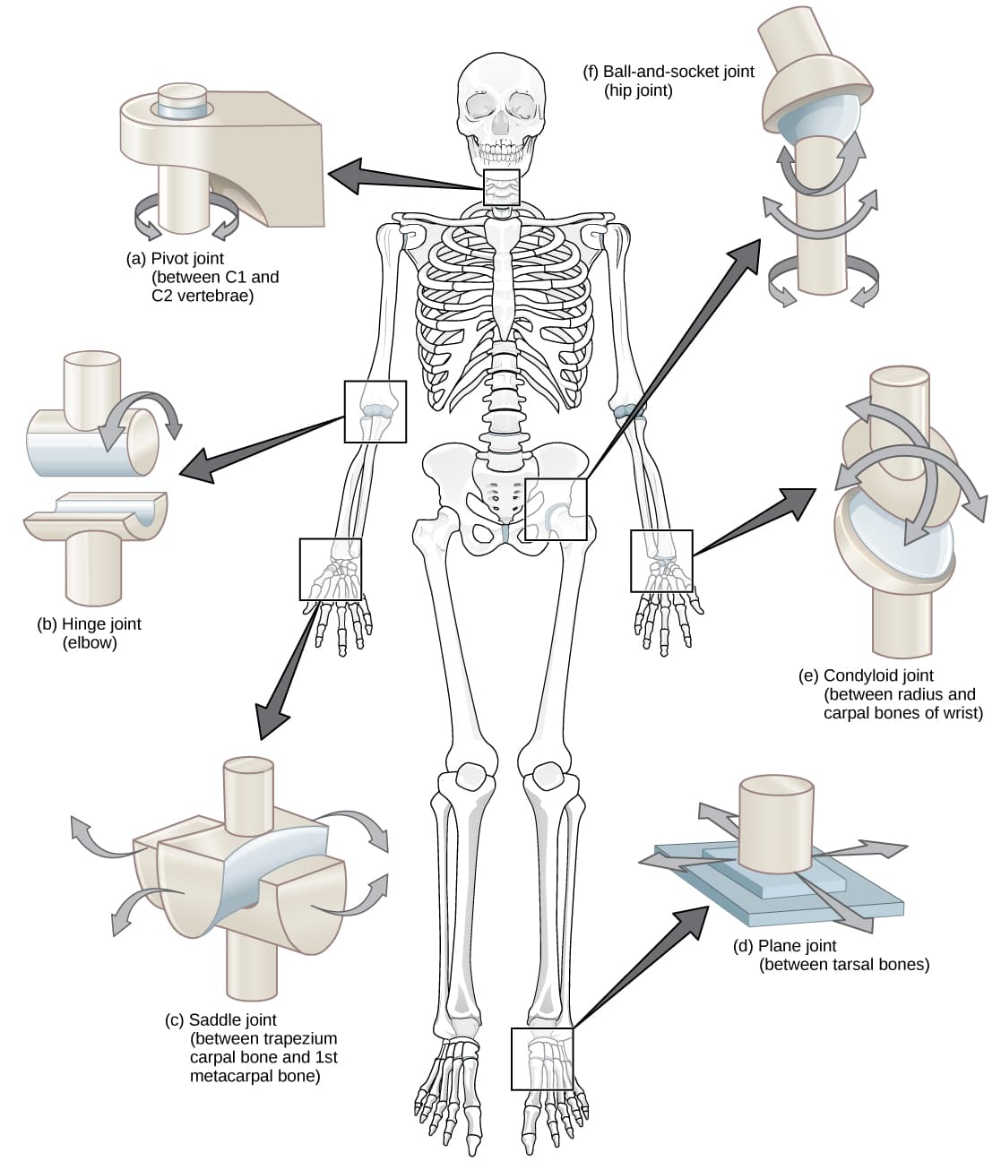 Structural Classification, Types of Synovial Joints | Biology for Majors II