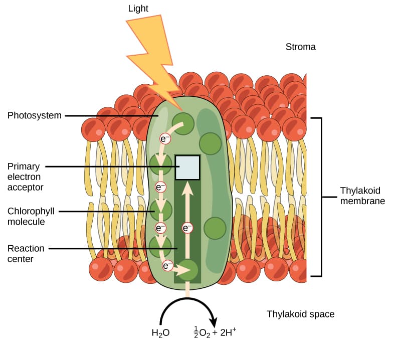 Structure and Components of Photosystems, 5.2: The Light-Dependent Reactions of Photosynthesis – Concepts of Biology-1st Canadian Edition
