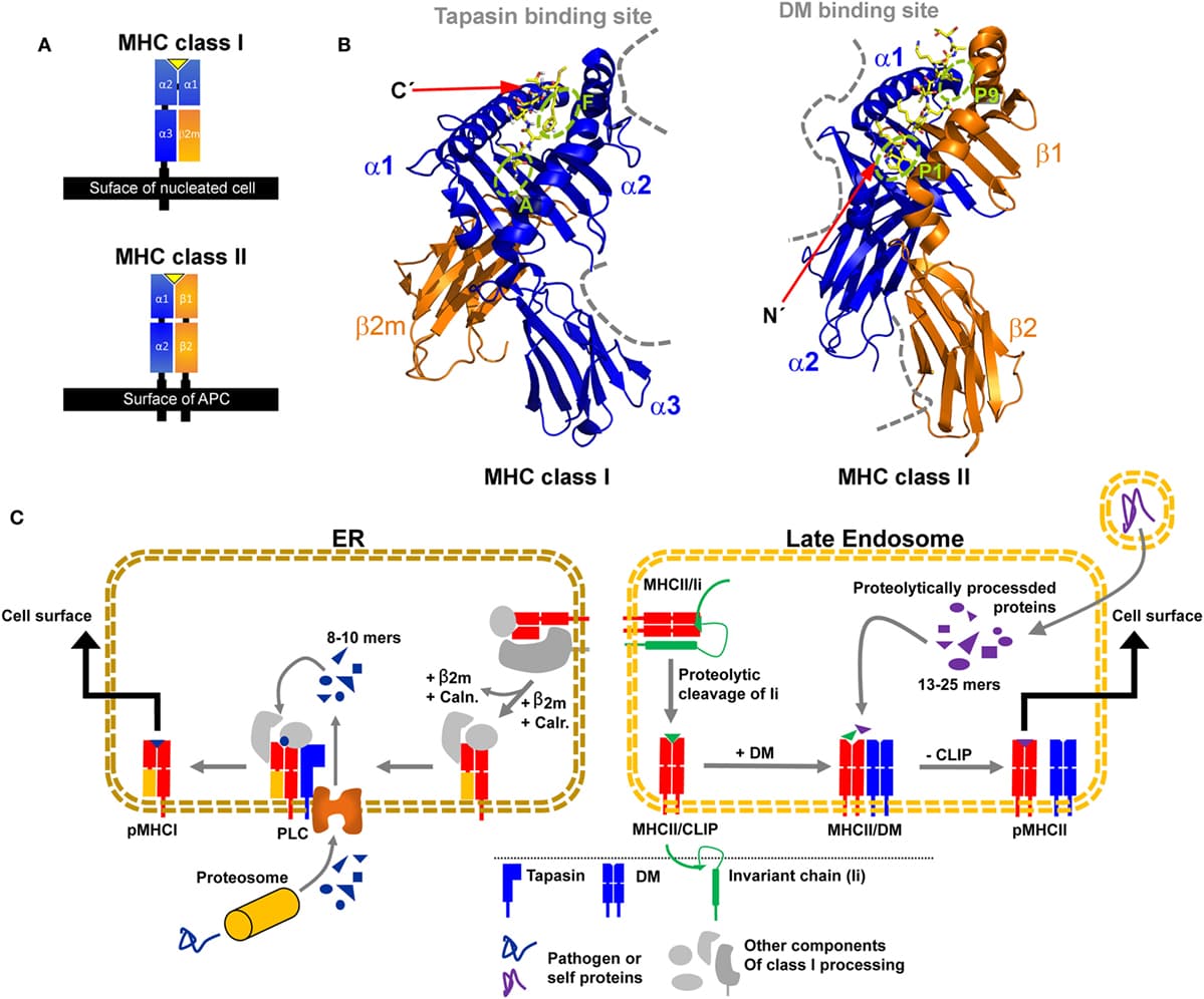 Structure and function of MHC molecules, Frontiers | Major Histocompatibility Complex (MHC) Class I and MHC Class II Proteins ...