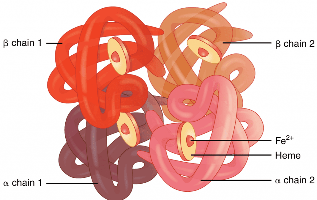 Structure and Function of Hemoglobin, Chapter 10: Structure Determines Function – Human Biology