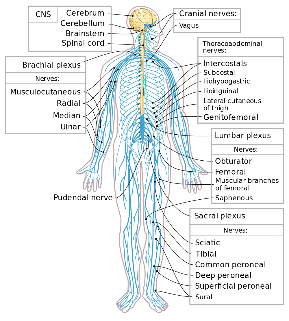 Structure and function of nervous system, Nervous System | Biology for Majors II