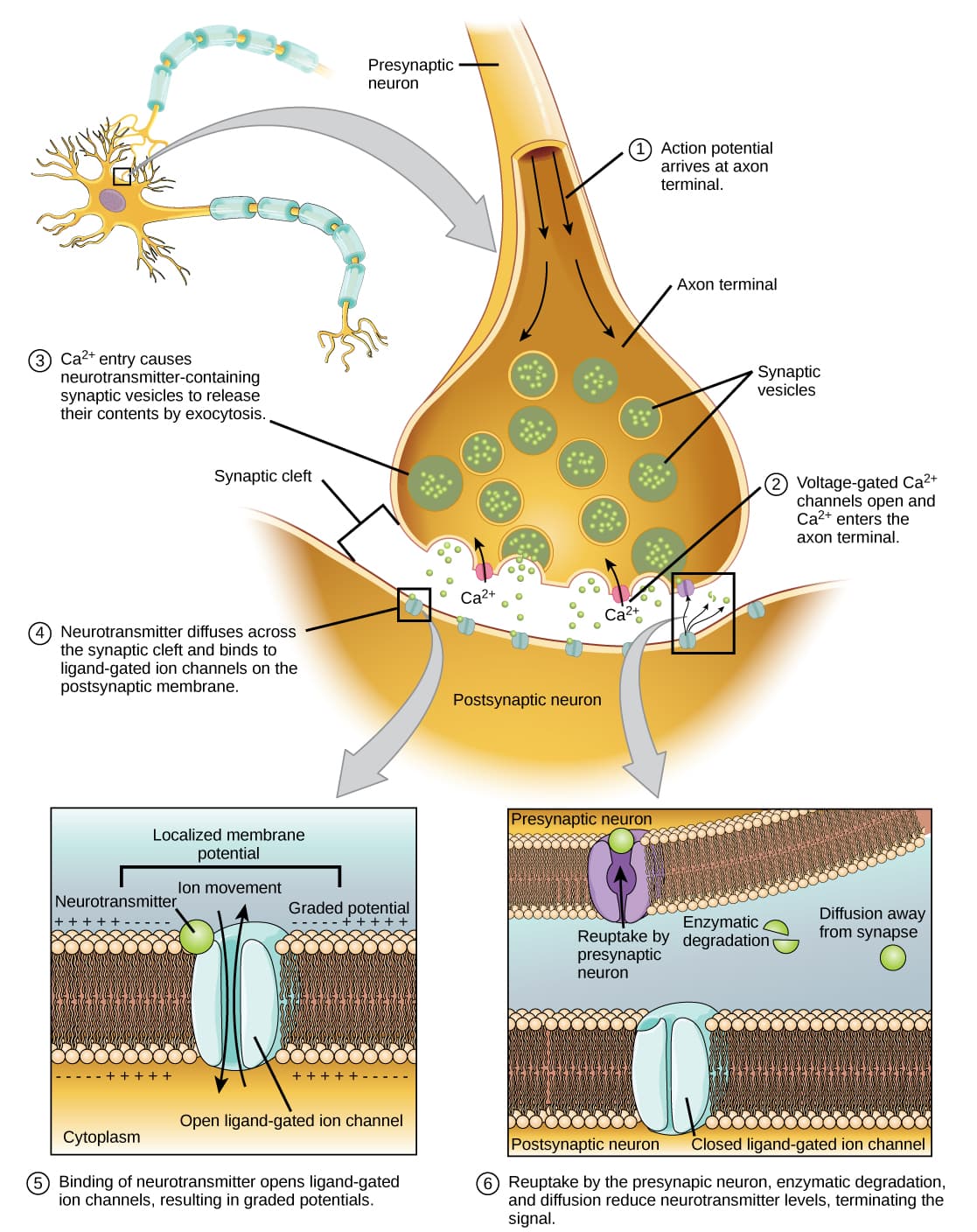 Structure and function of neurons, How Neurons Communicate | OpenStax Biology 2e