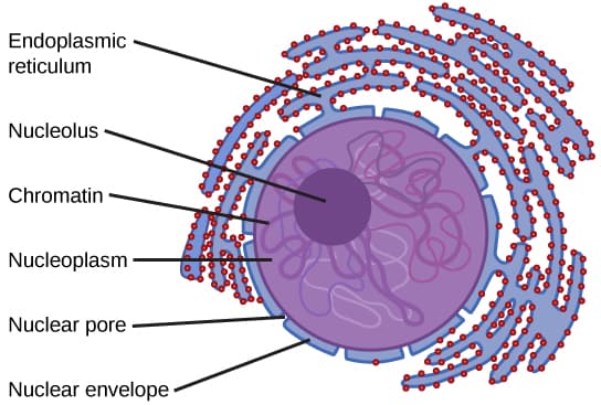 Structure and function of nuclear membrane, Nucleus | Biology for Majors I