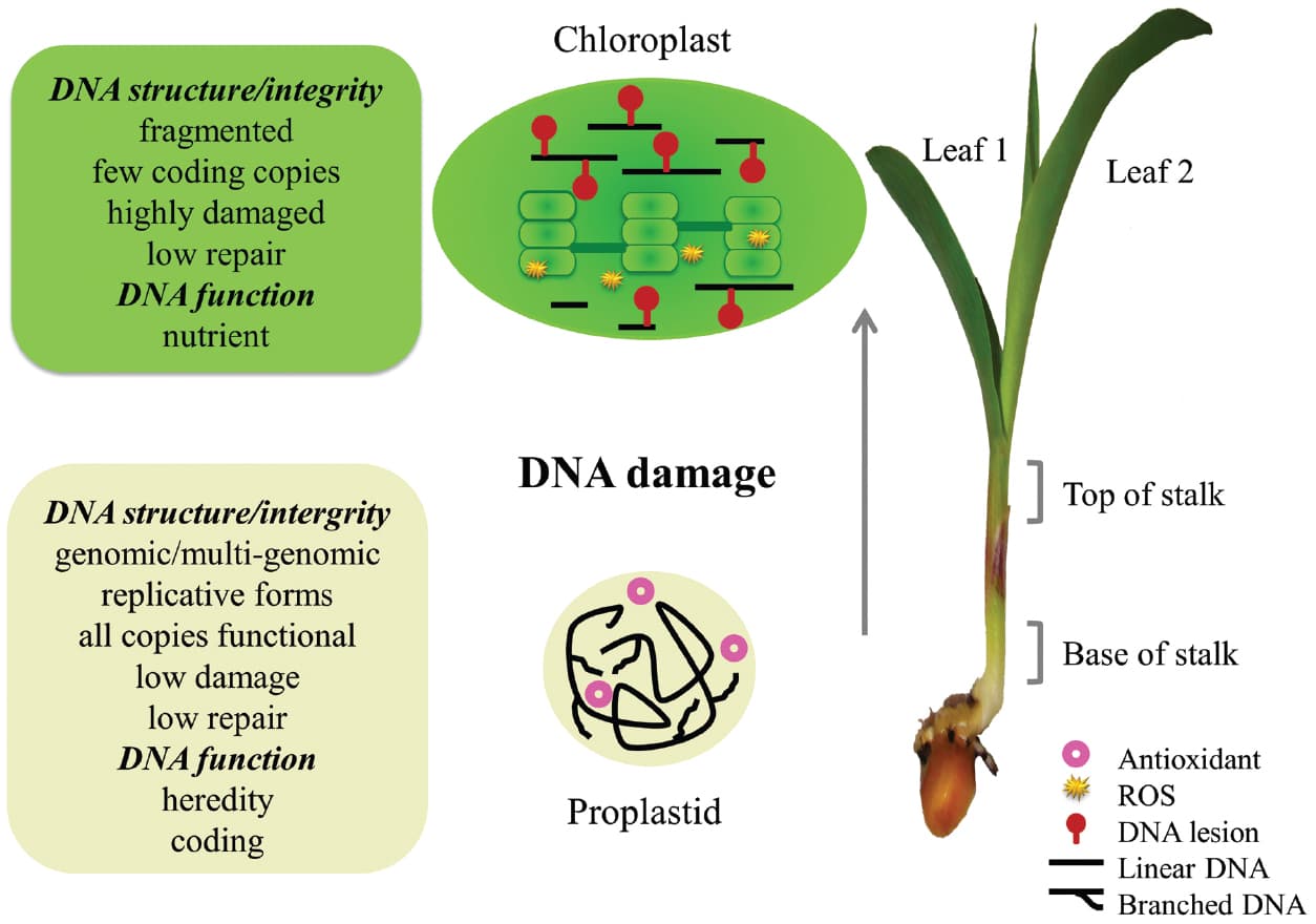 Structure and function of plant genomes, Frontiers | DNA maintenance in plastids and mitochondria of plants