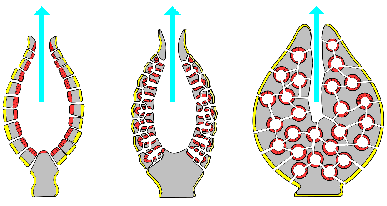 Structure and function of sponges, File:Porifera body structures 01.png - Wikimedia Commons