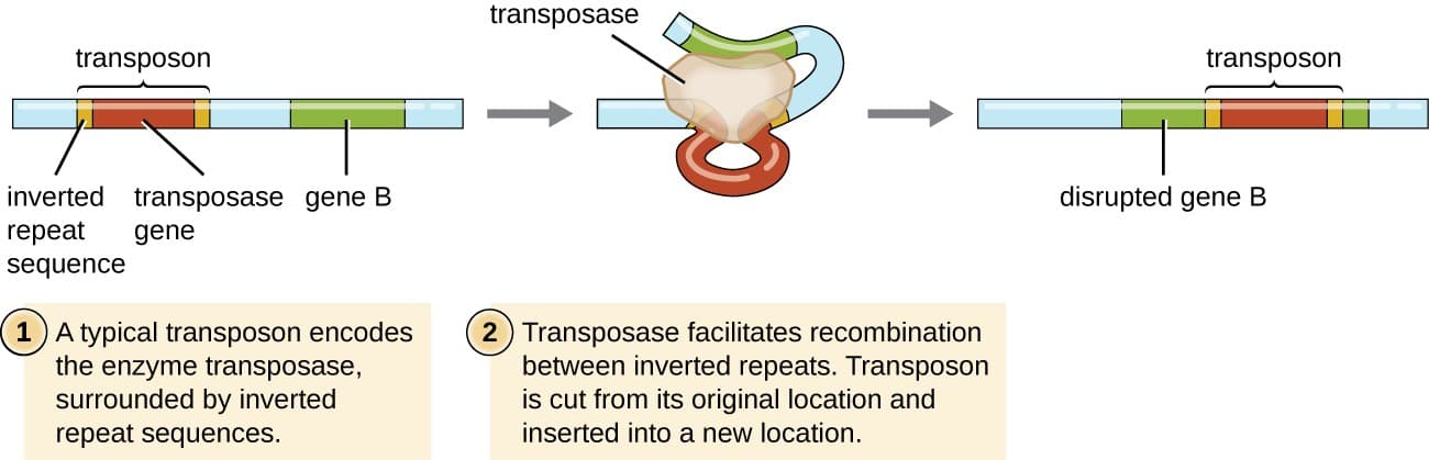 Structure and function of transposable elements, How Asexual Prokaryotes Achieve Genetic Diversity | Microbiology