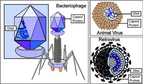 Structure and genetics of viruses, Structure of Viruses | Boundless Microbiology