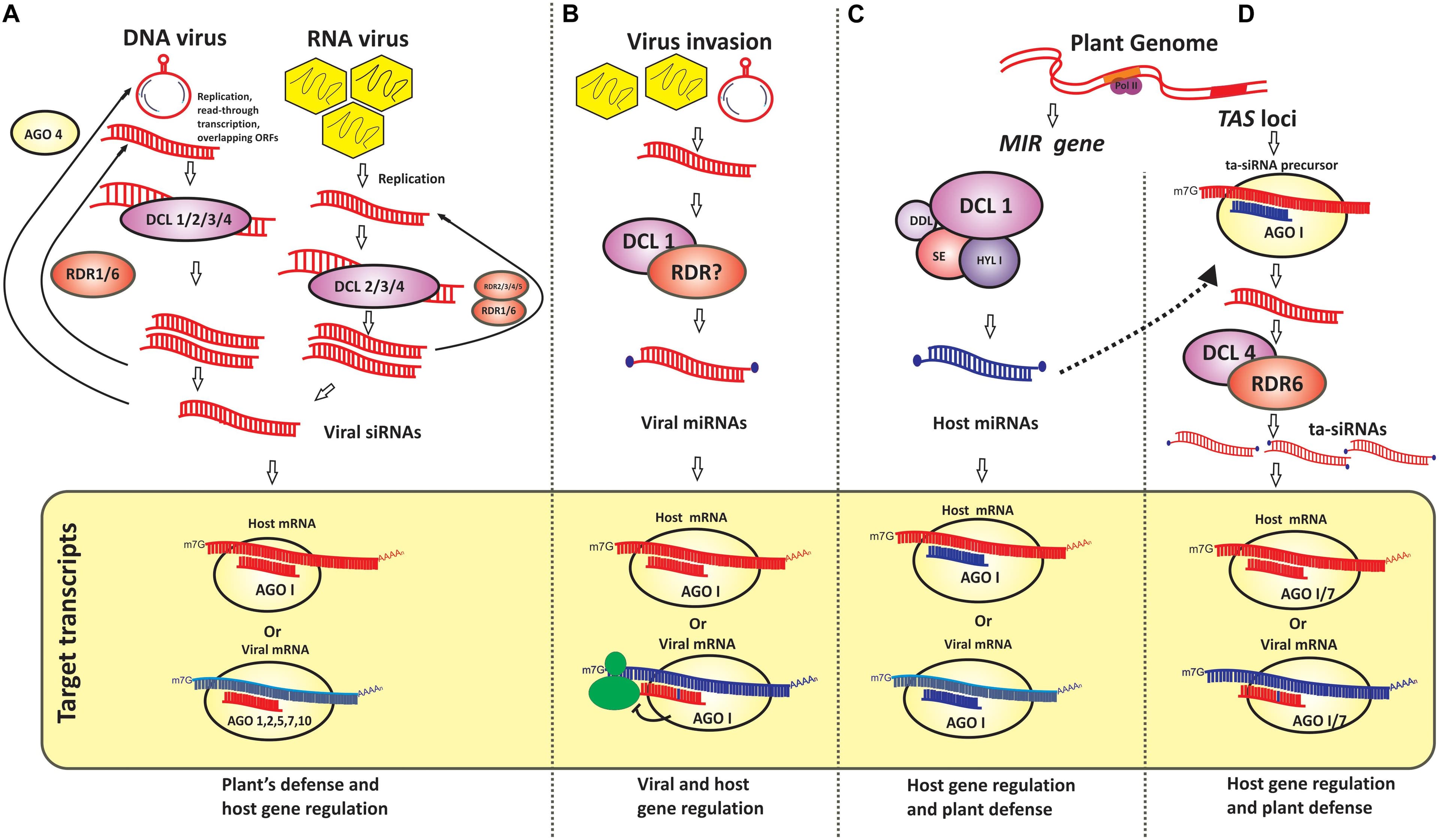 Structure and replication of viroids, Frontiers | Virus and Viroid-Derived Small RNAs as Modulators of Host Gene Expression: Molecular ...