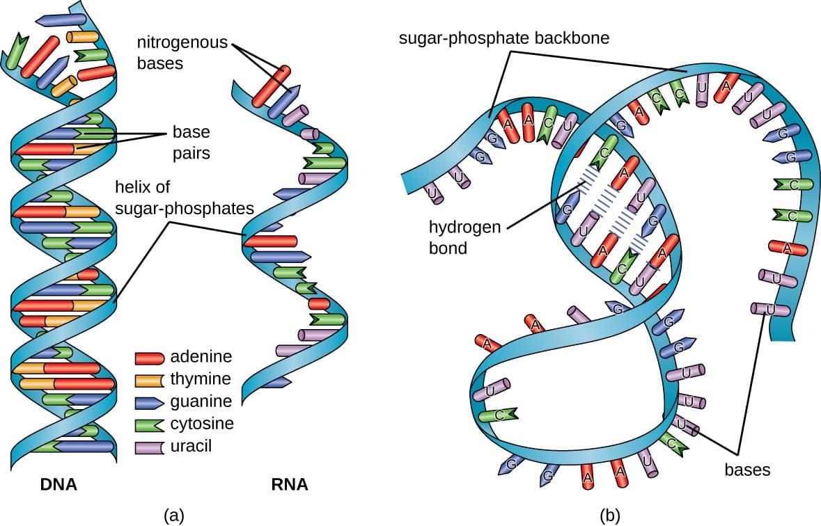 Structure and role of ribonucleotides, Structure and Function of RNA | Microbiology