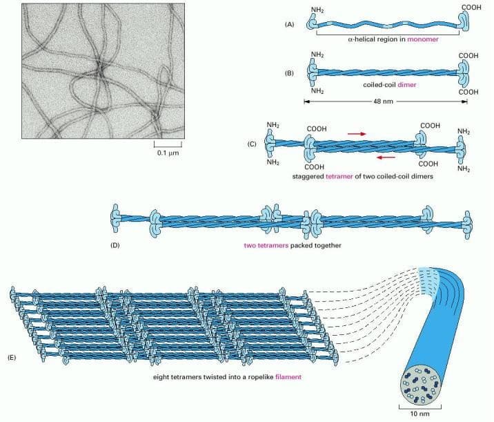 Structure of intermediate filaments, Cytoskeleton, Molecular Motors, and Cell Motility – Physiology