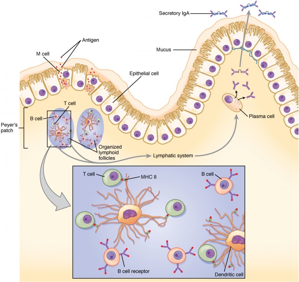Structure of mucosal-associated lymphoid tissue, The Immune Response against Pathogens | Anatomy and Physiology II