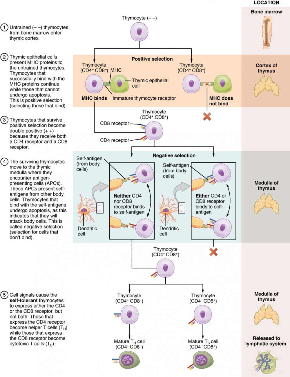 Structure of primary lymphoid organs, The Adaptive Immune Response: T lymphocytes and Their Functional Types | Anatomy and Physiology II