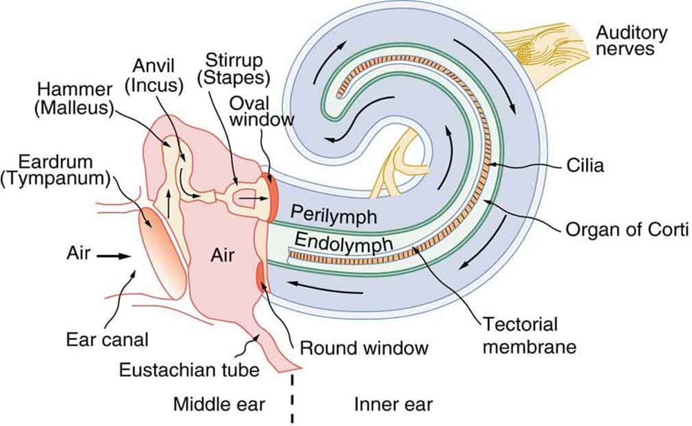 Structures and functions of human ear, Hearing · Physics