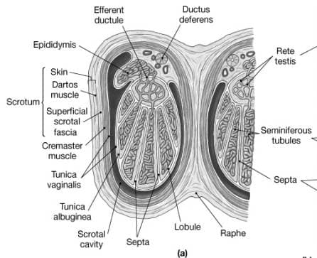 Structures of testicular system, Seminiferous tubule - Wikipedia