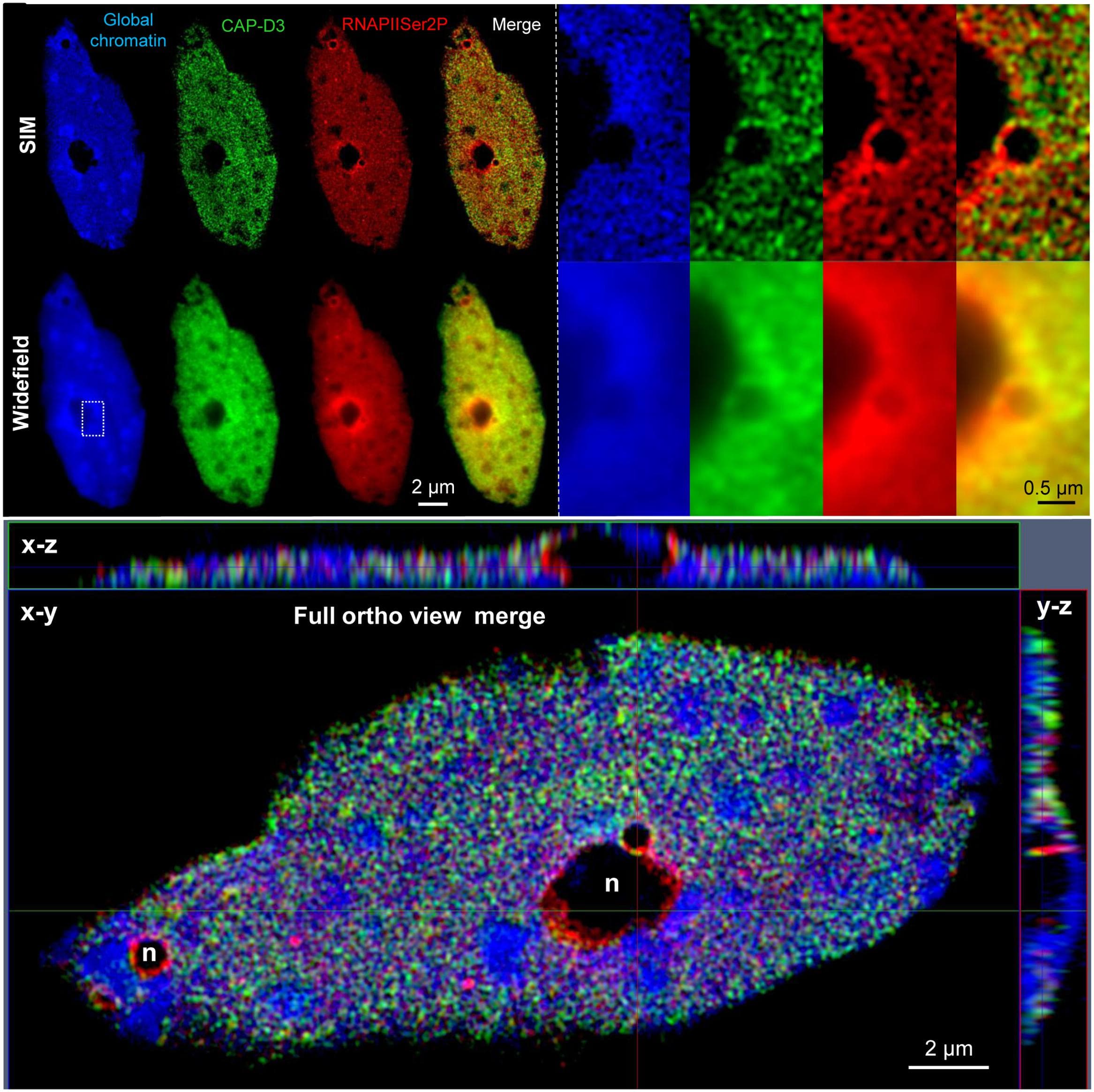 Super-resolution microscopy techniques, Frontiers | Super-resolution Microscopy – Applications in Plant Cell Research