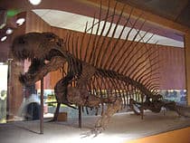 Synapsid ancestors, Synapsid - Simple English Wikipedia, the free encyclopedia