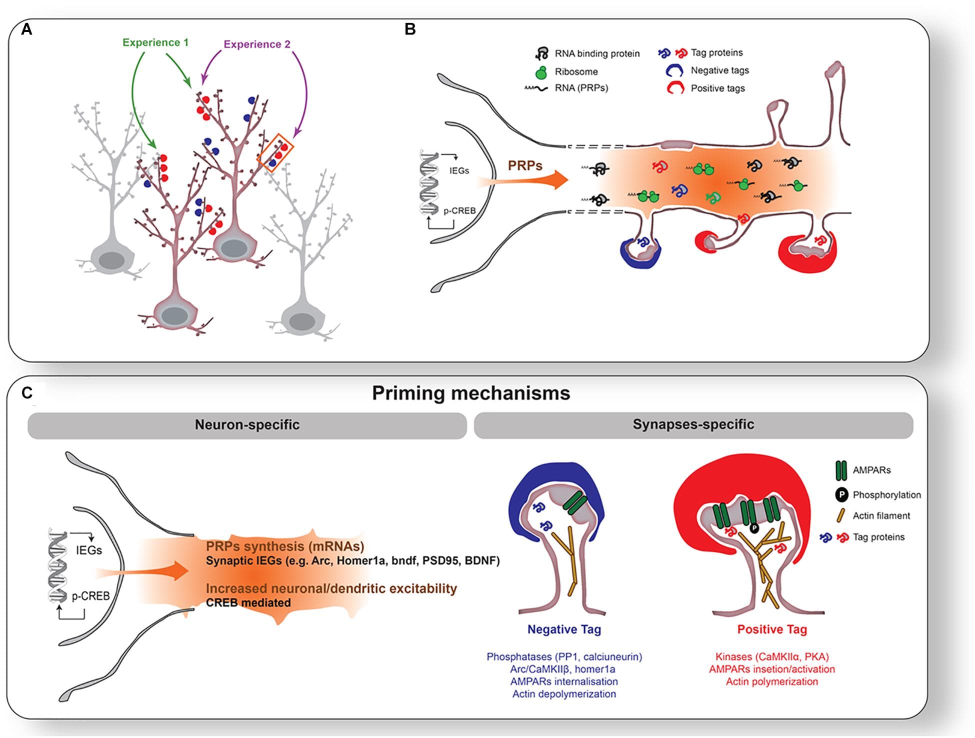 Cellular and molecular mechanisms of synaptic plasticity | Neuroscience Class Notes