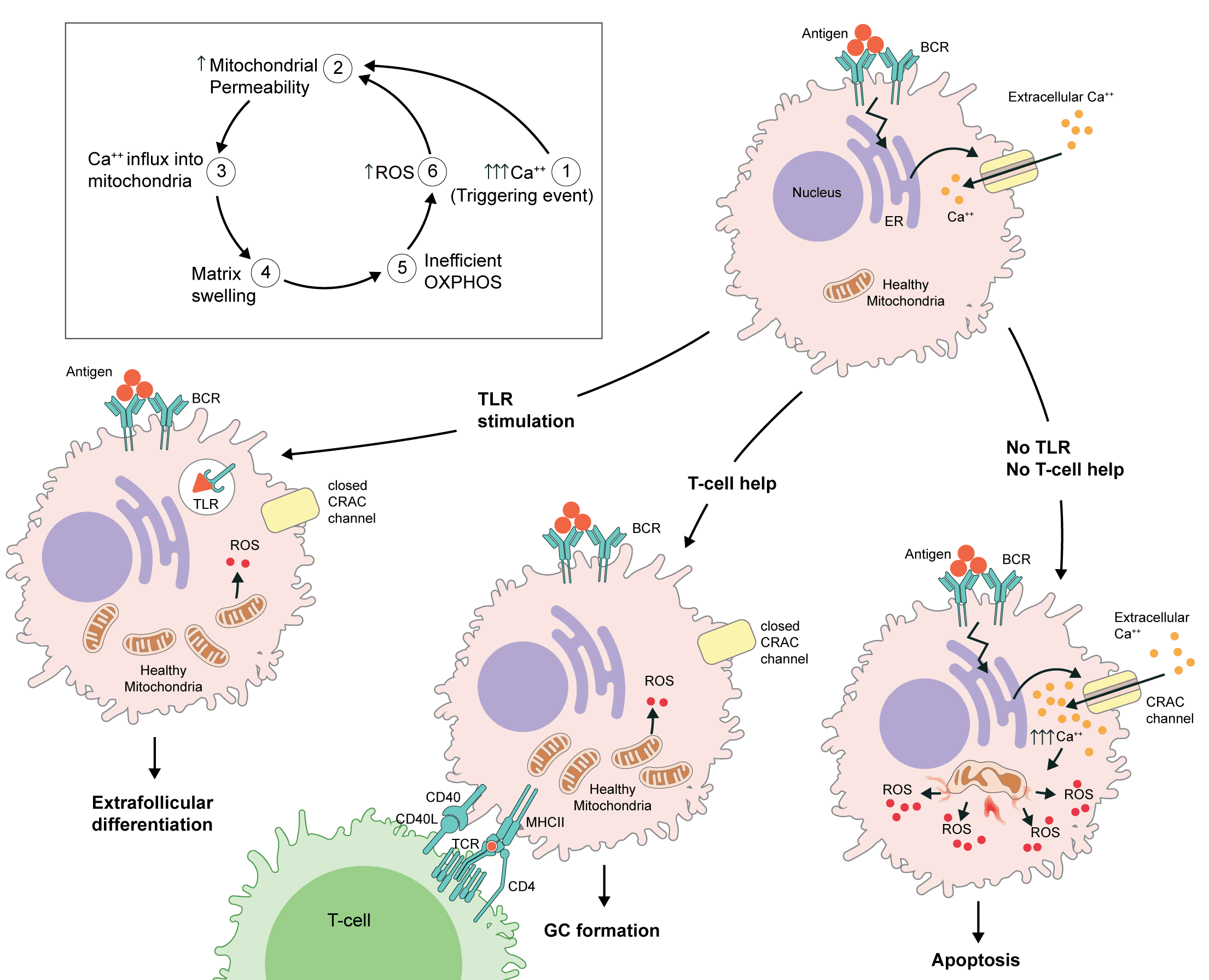 T-dependent vs T-independent activation, The Metabolic Clock Model of B Cell Activation and Differentiation